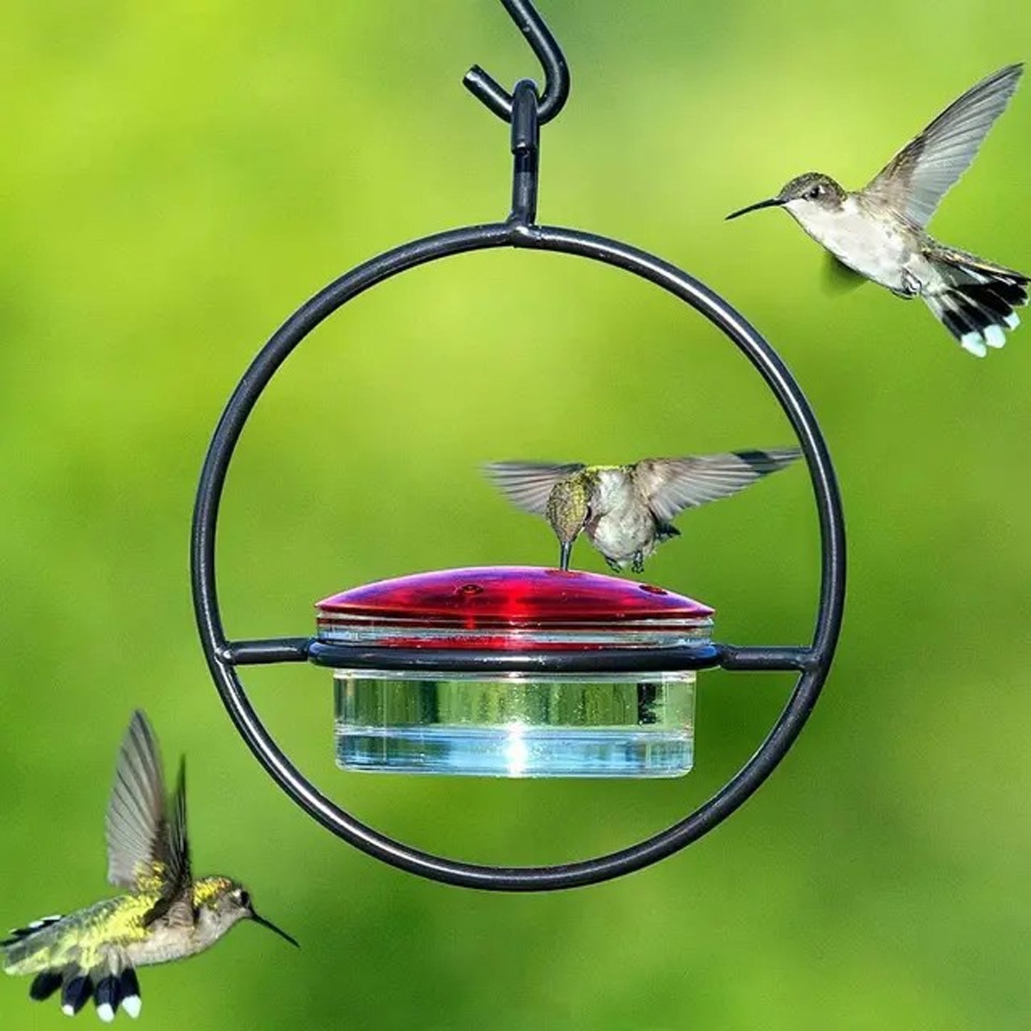 Outdoors Hanging Type Hummingbird Bird Waterer Black Metal for Birds Drinking Fountain with a Hook Bird Supplies Clean Water